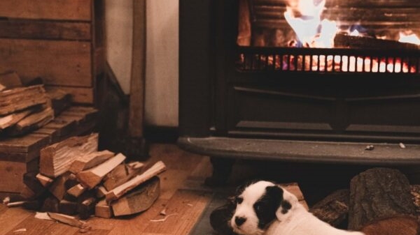 A dog heated by a fire